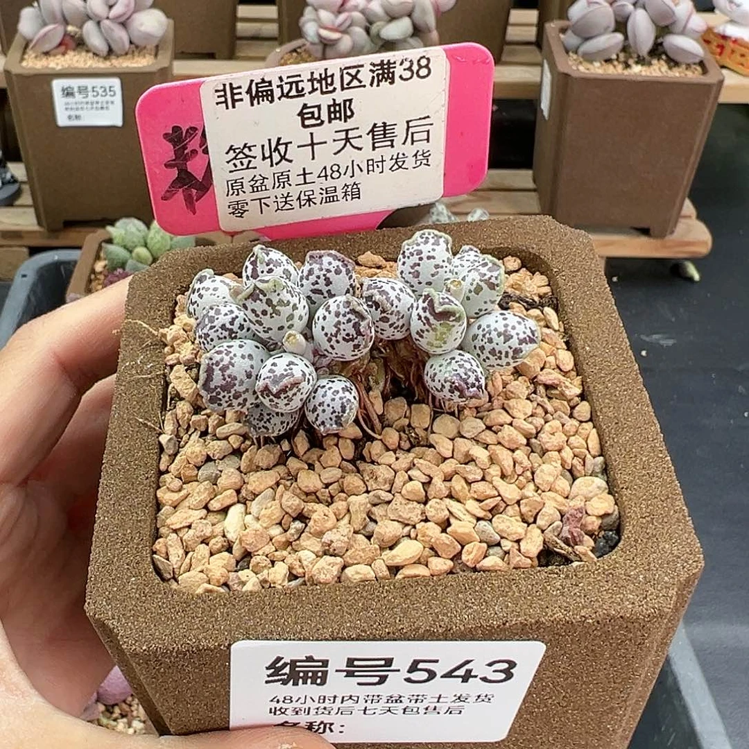 543达摩海豹多肉