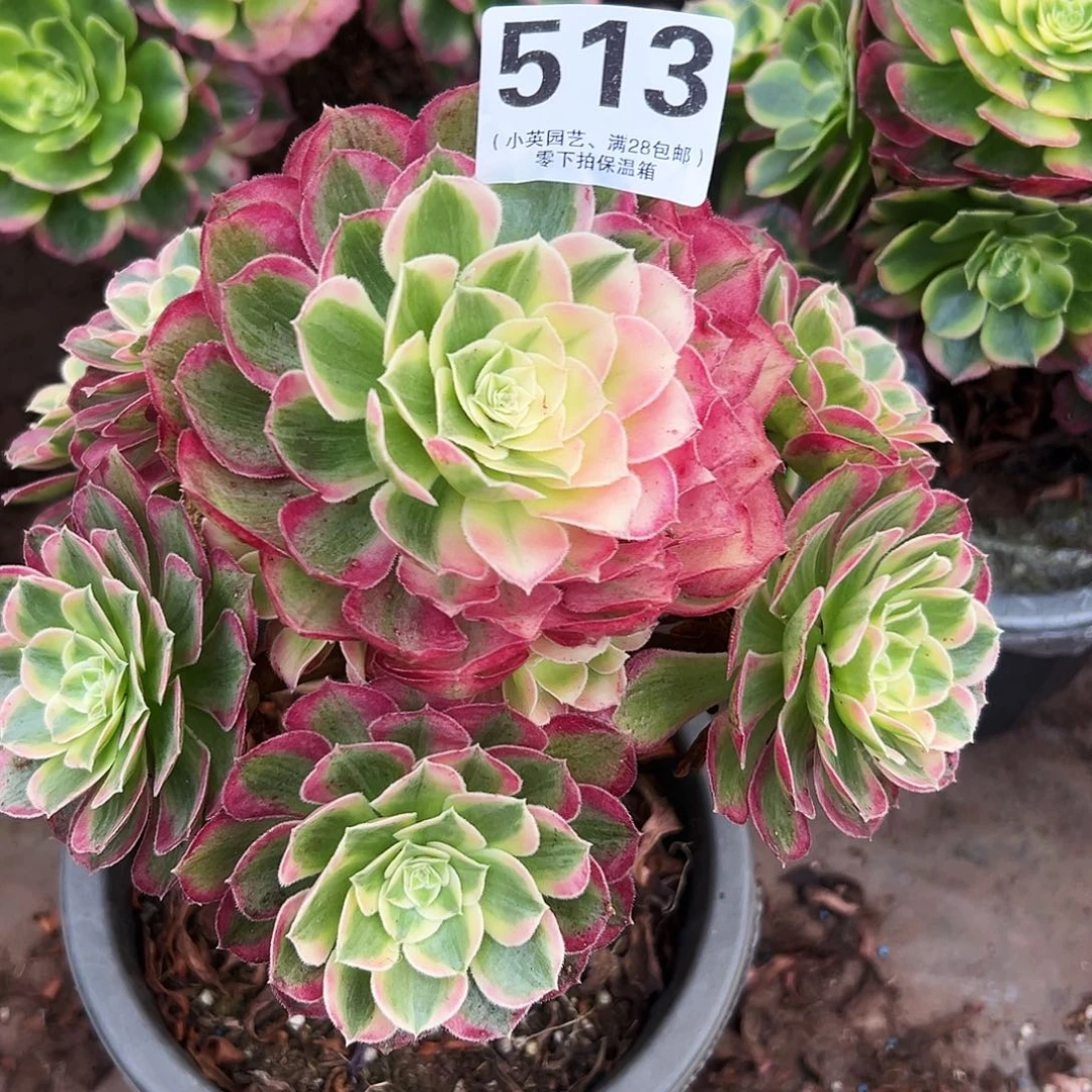 多肉植物513孔雀翎