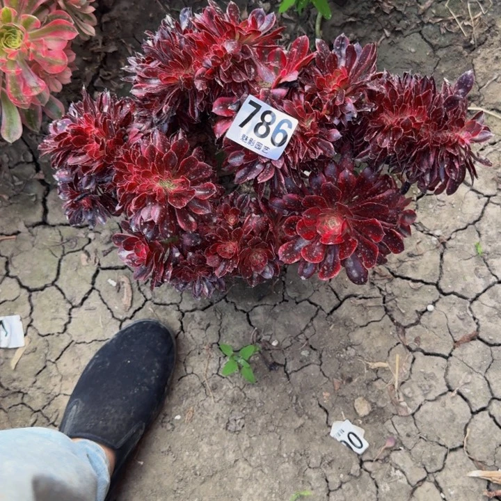 奈儿花29-39包邮花花