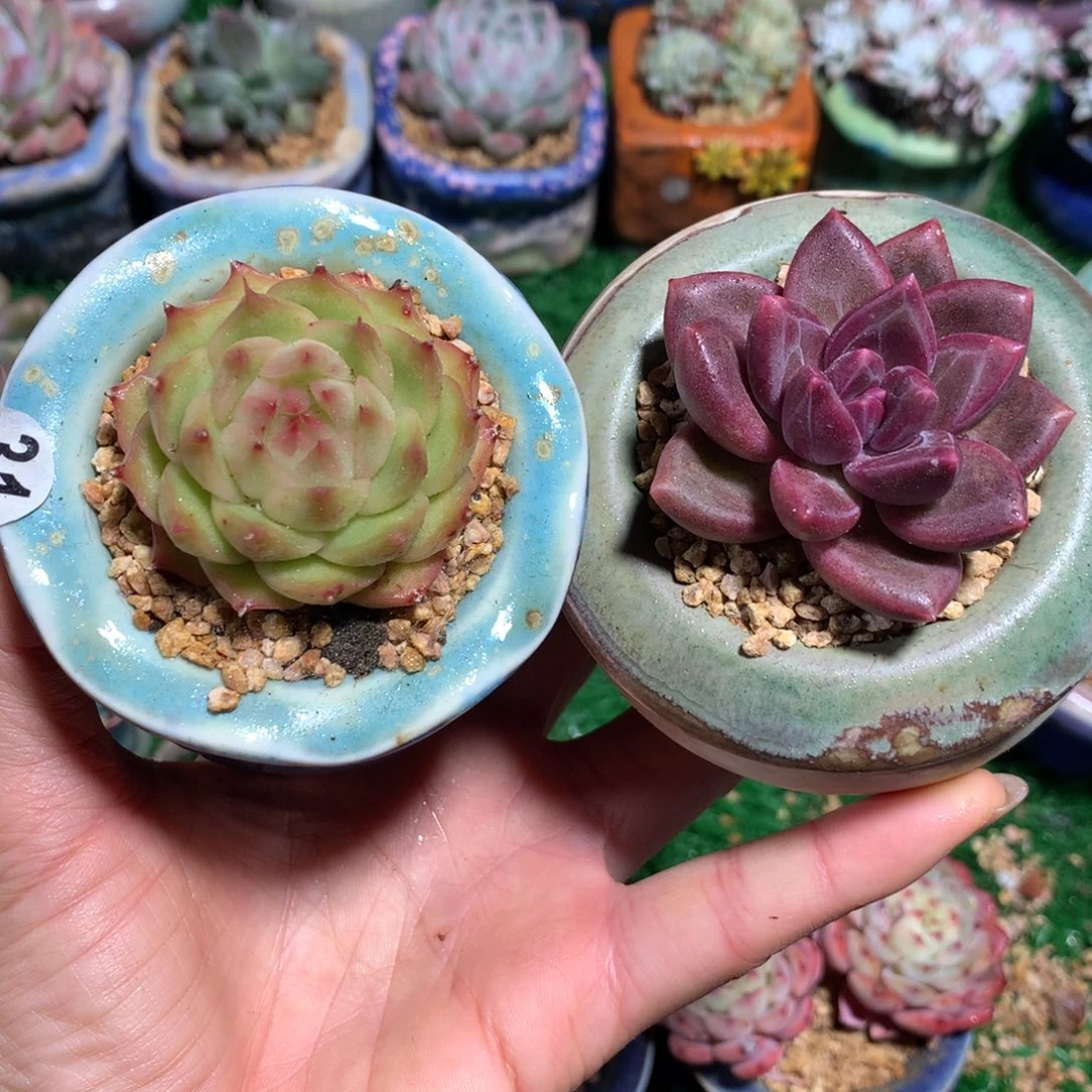 带盆   泡泡 ➕海胆