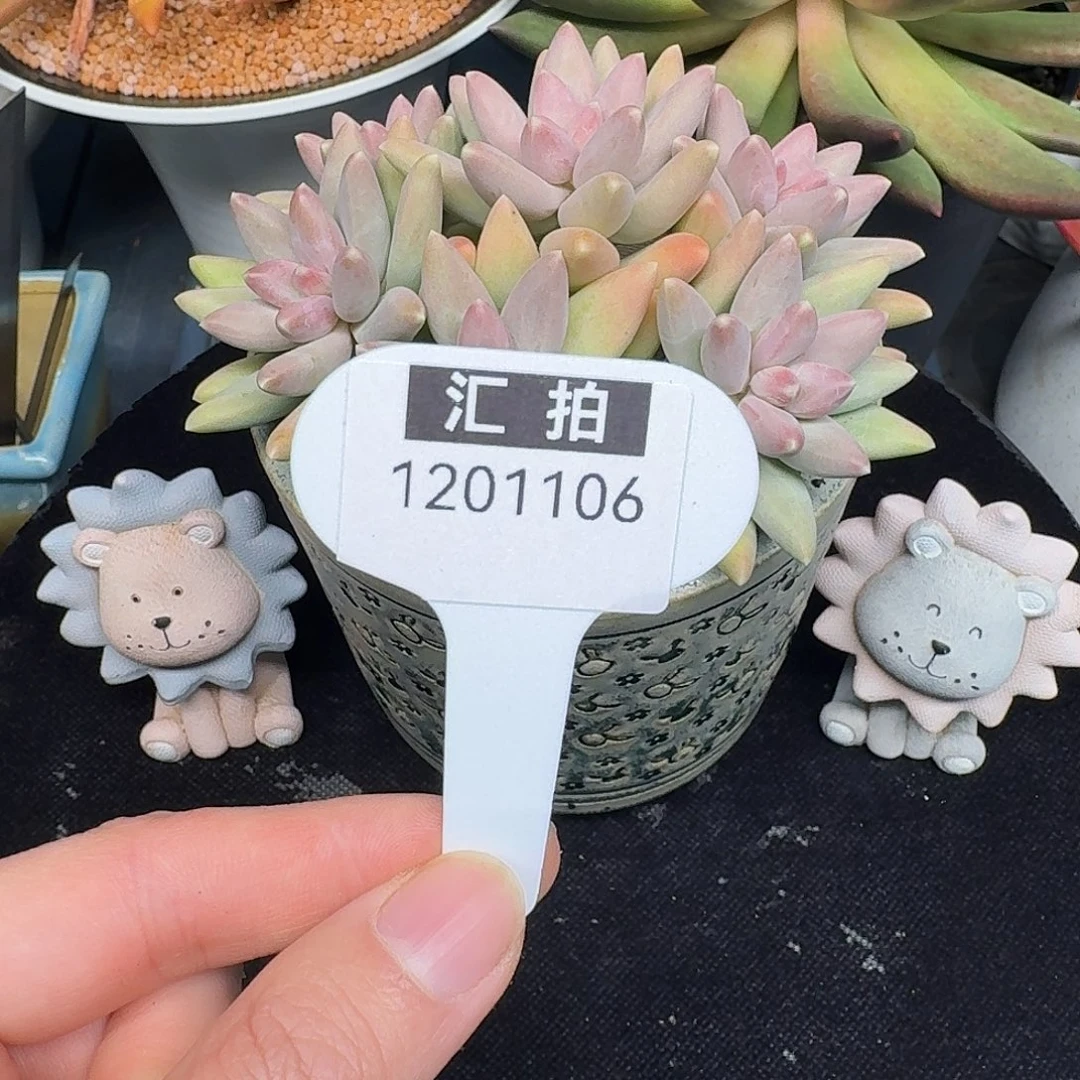 精品多肉植物1201106