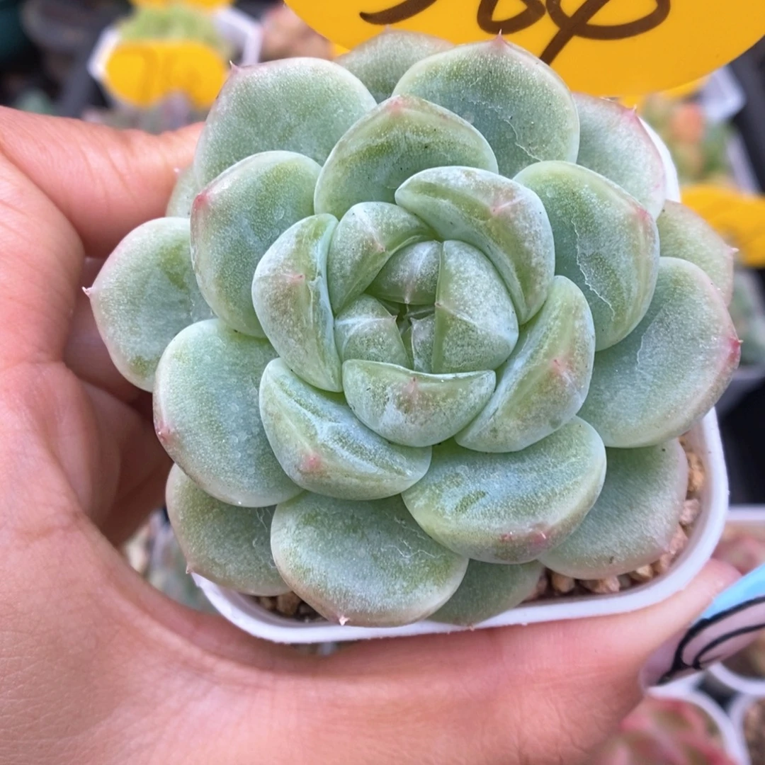 财富密码可拍364号