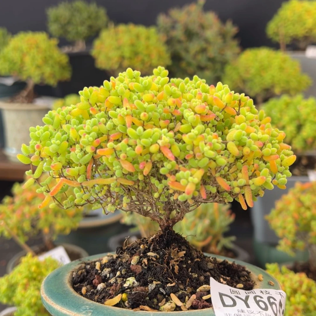 【闪购商品】模特dy6653蜜橘冠幅11.5不含盆