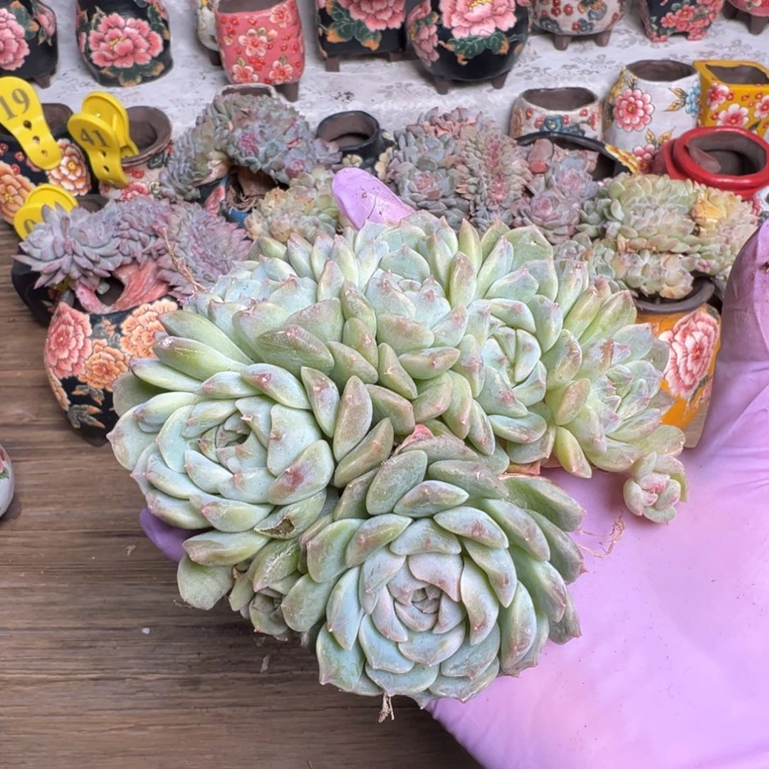 黄钻8头叶插 新年快乐