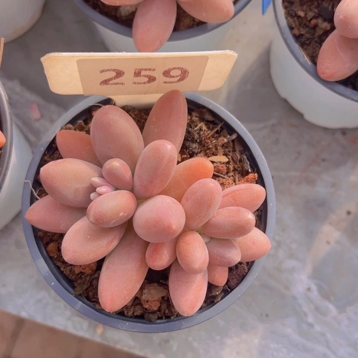 健健康康平平安安