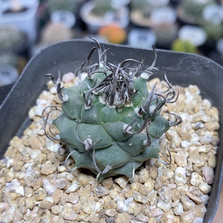实生升云龙24号3cm