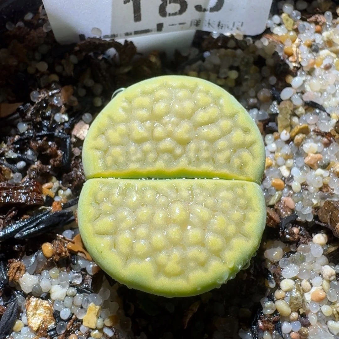 Sss清仓便宜出了185