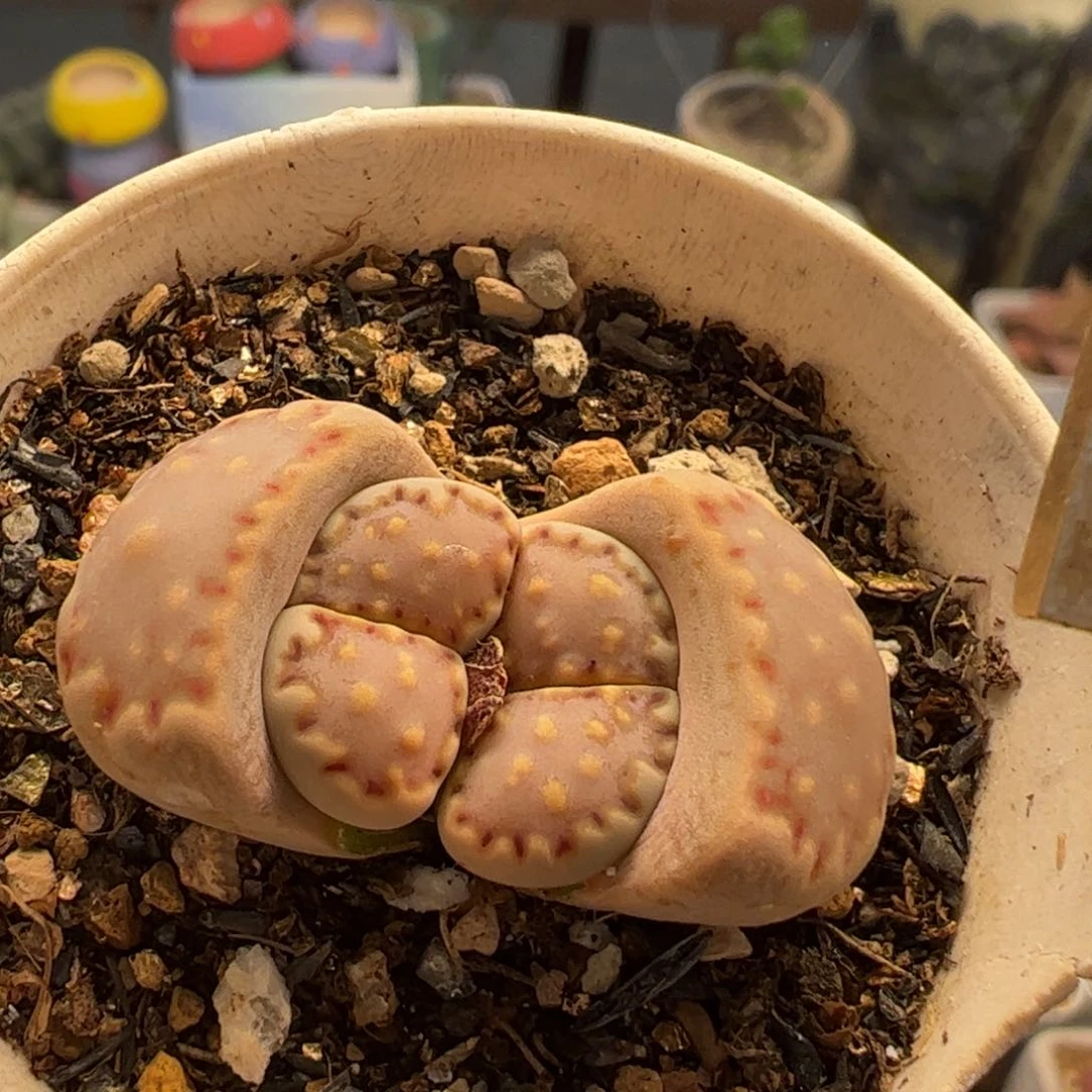 粉饼干多肉植物组合