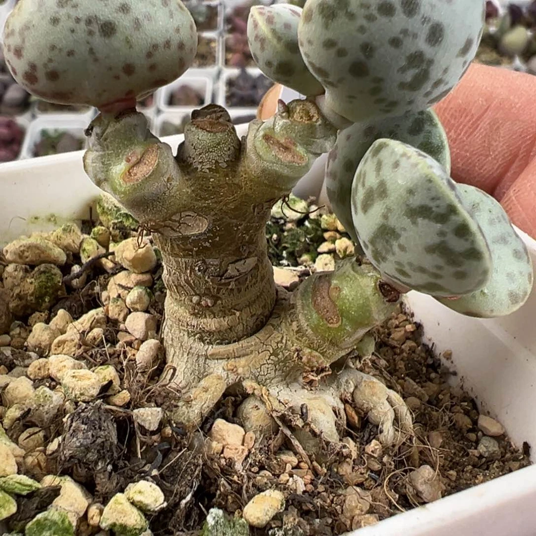 小树桩子花蛋多肉植物