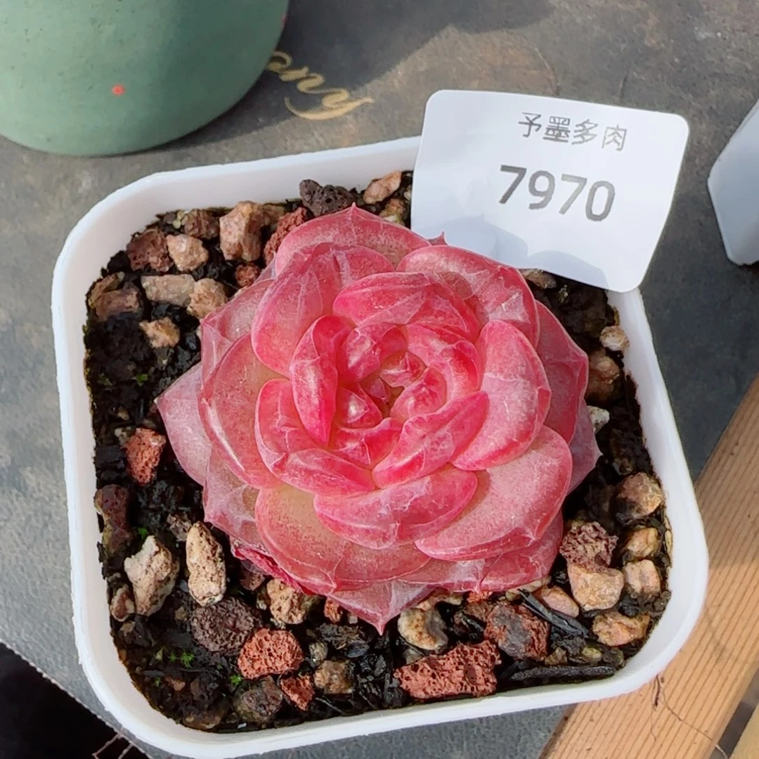 琥珀，7970多肉植物