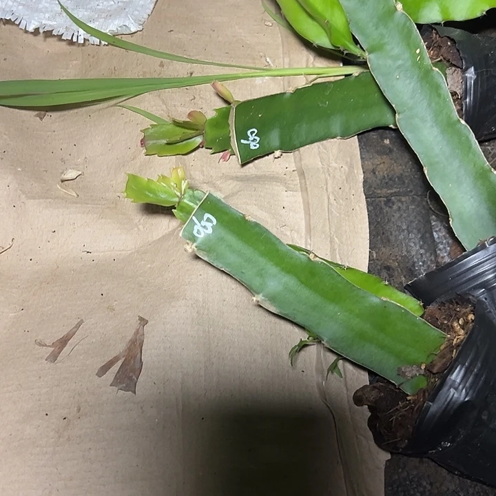 060嫁接单片瑕疵小破苗一颗12.8