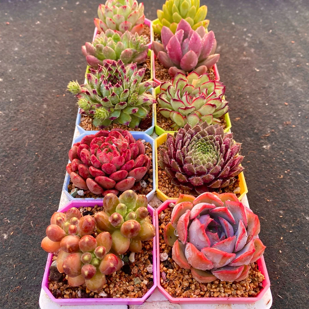 精品 十全十美 送彩盆 土 框架（6厘米左右）