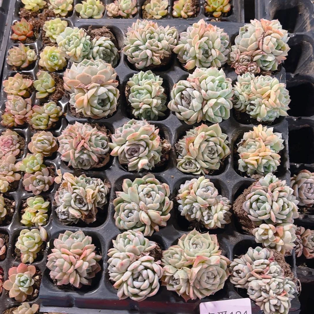 直播福利一物一拍194