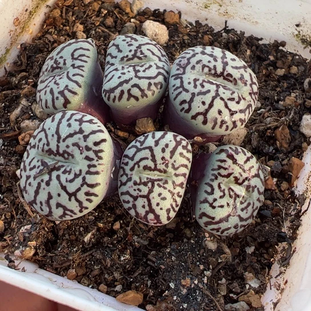 751多肉植物种类多样