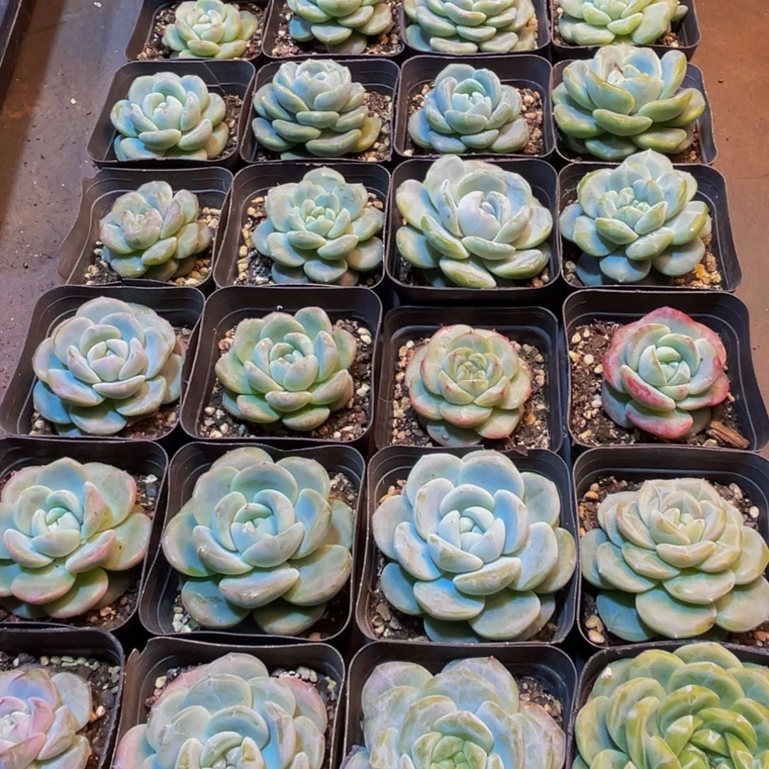 小***活922多肉植物的生长发育规律及其