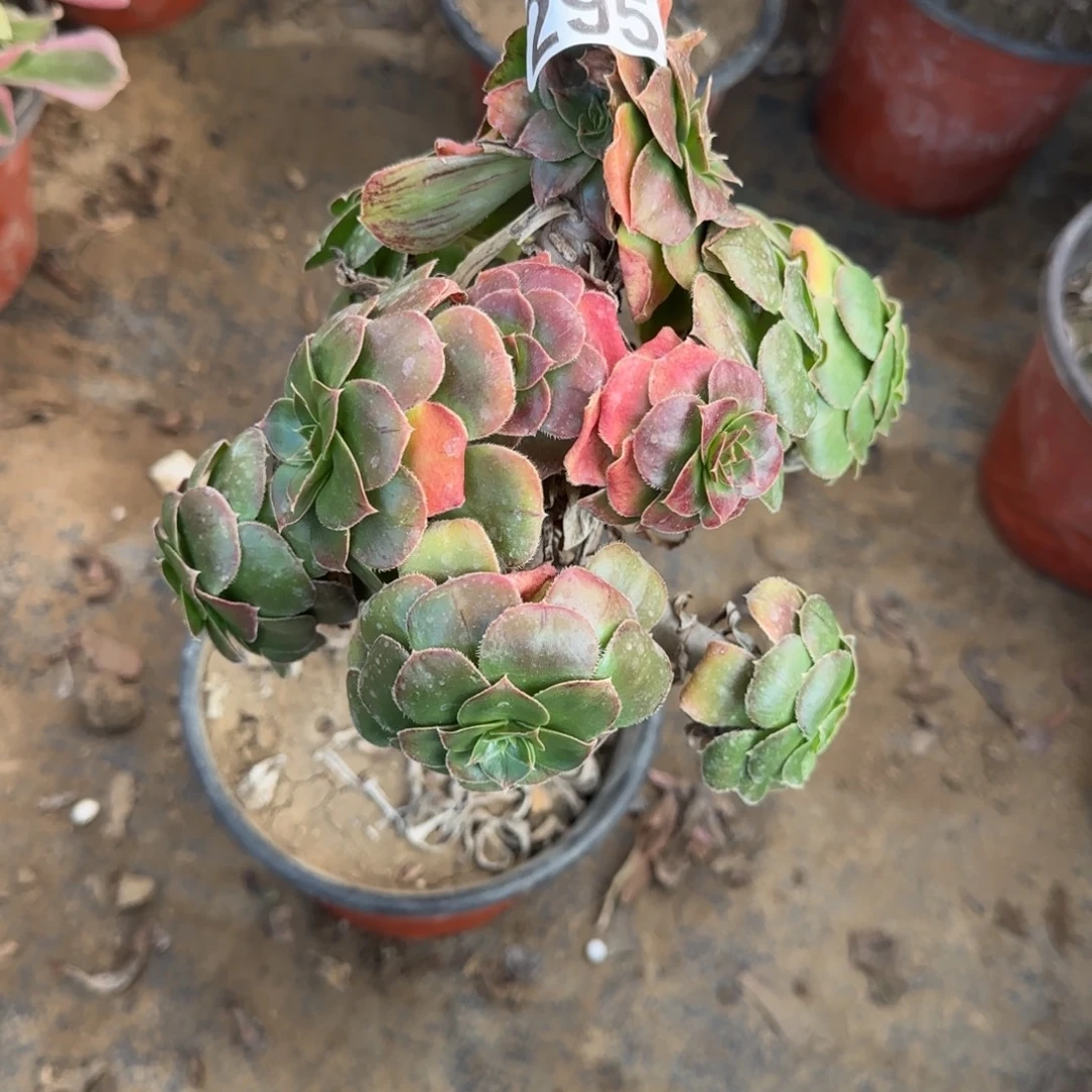 金缕295满20包邮断枝不包