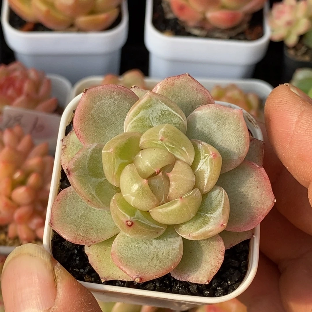 天官赐福百无禁忌