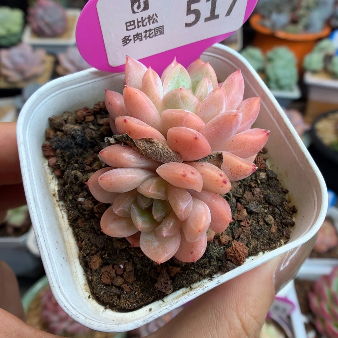 517双头糖心多肉植物