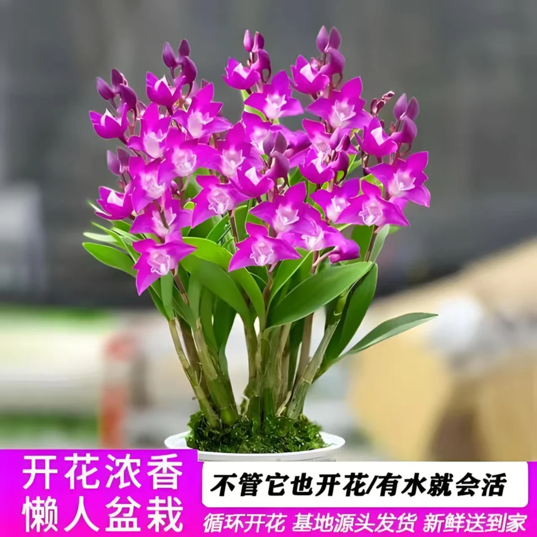 澳洲香水石斛兰带花苞室内水培花卉浓香好养适合客厅办公室