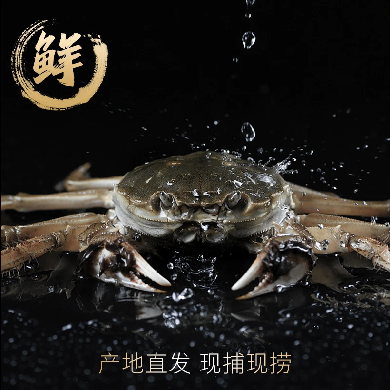 【活蟹】送2只到手10只江苏河蟹全母蟹2.5-2.7两鲜活螃蟹现捕现发包邮