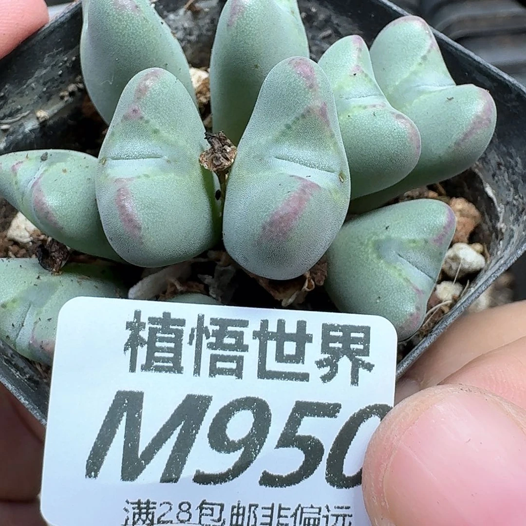 多肉植物的润泽额分fg