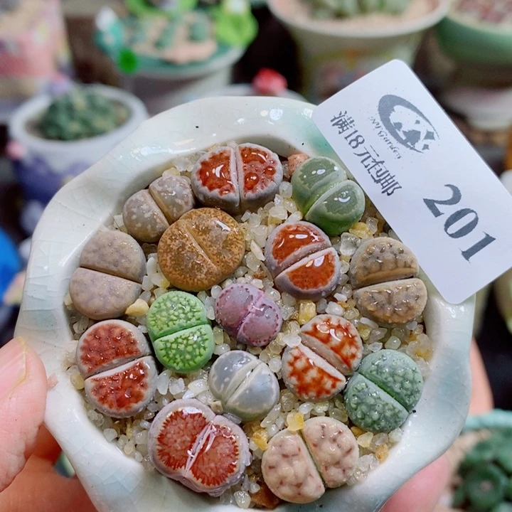 生石花花花花开了201