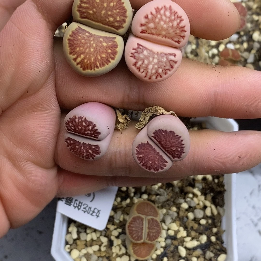 小***壶7616。默认脱土。18包邮。偏远88包邮