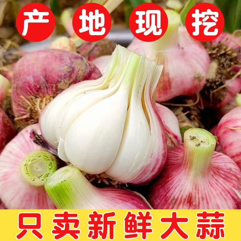 2025年新鲜紫皮多瓣蒜现挖湿蒜老品种香蒜厨房必备调味料粒大饱满