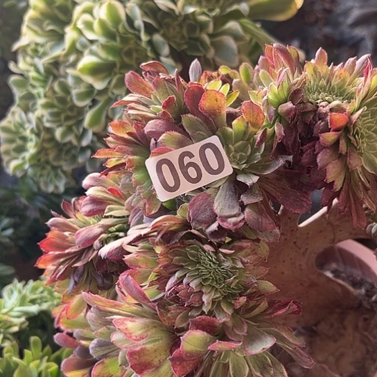 欣***冉多肉植物一个彩膜060