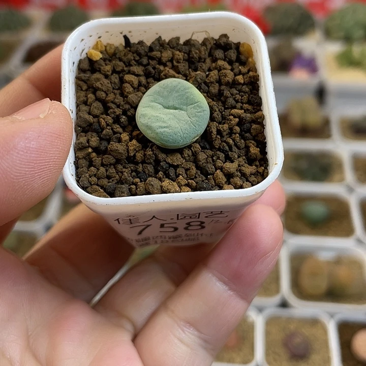 佳人园艺多肉生石花酒杯758