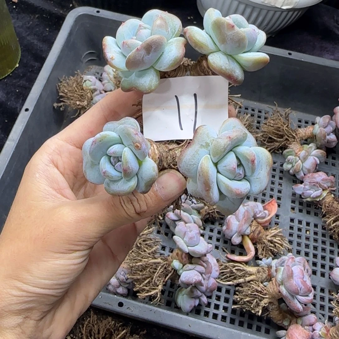 两颗一起一物一拍11