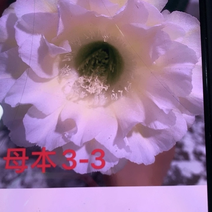 无花朵母本 3-3侧面芽