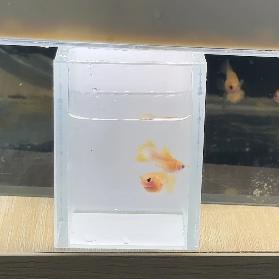 海水鱼幻彩玻璃猫