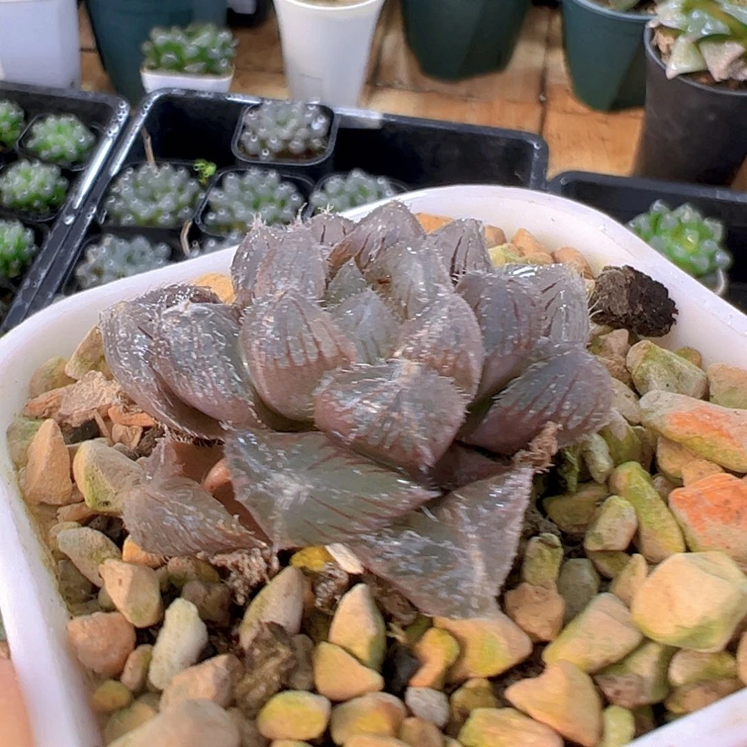 史努比玉露多肉多肉1