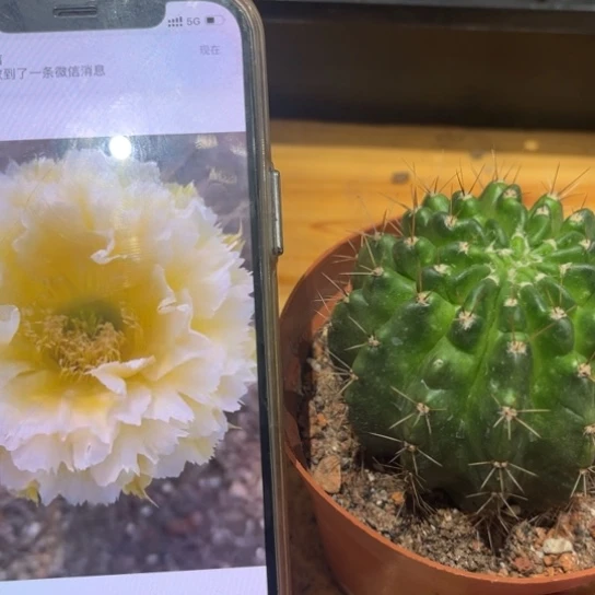 彩草黄牡丹6公分左右