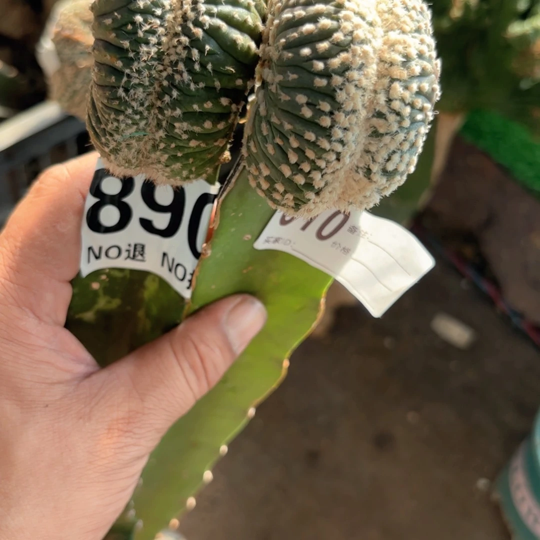 张福利两颗坠化仙人球890610