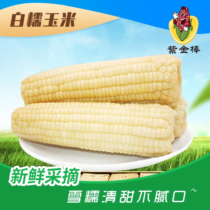 内蒙古白糯玉米 代餐粗粮主食营养早餐粘玉米棒