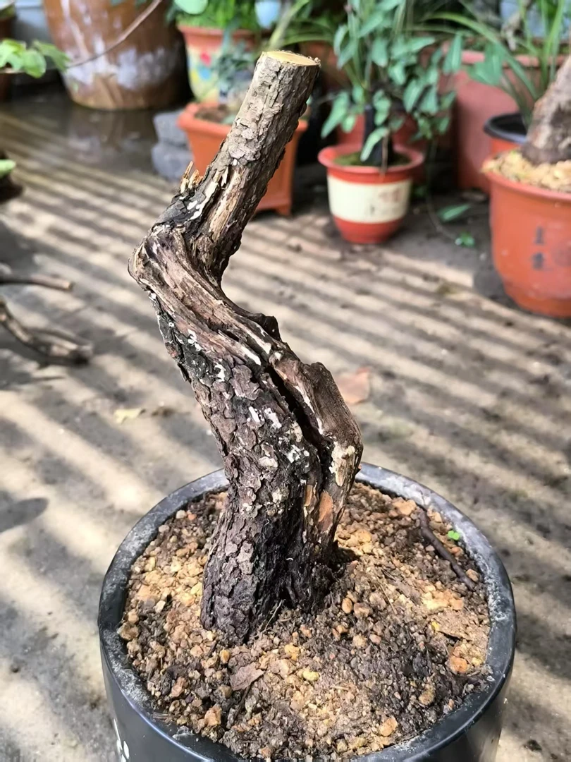 精品黄栌爆皮桩意境盆景
