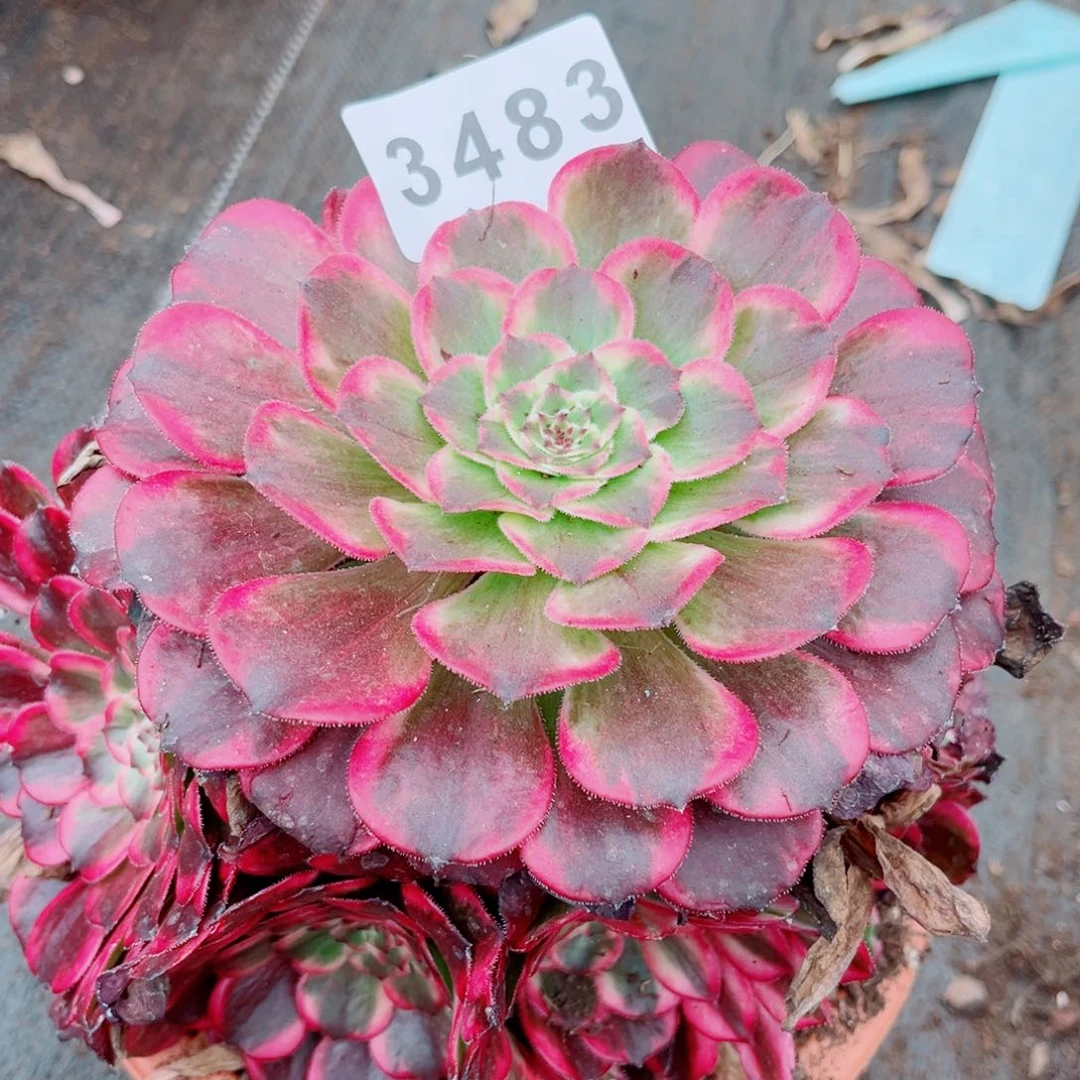 紫浪多肉发货发货