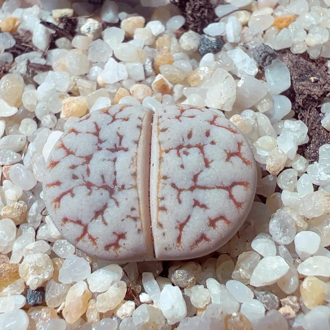 1027-449多肉多肉189荒玉