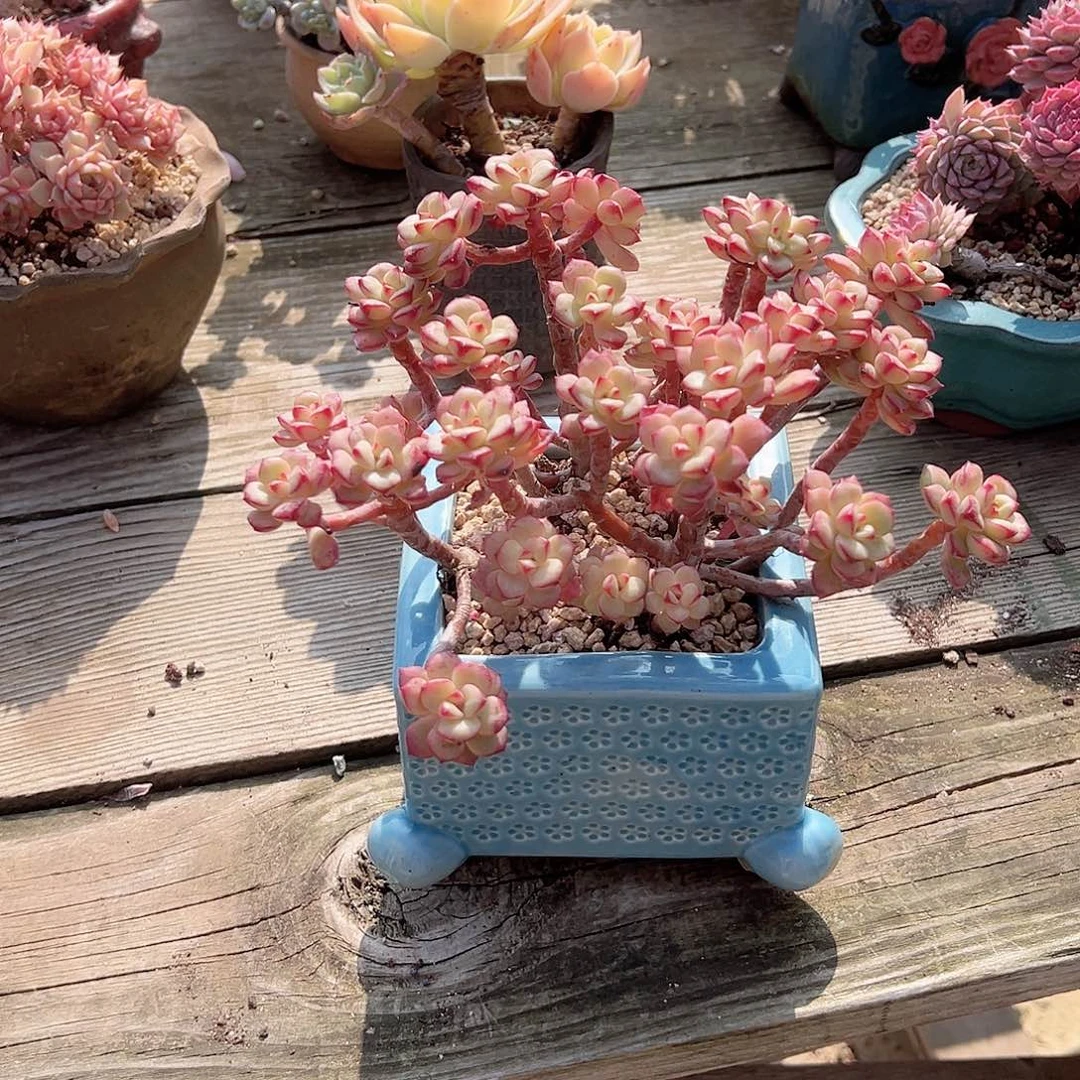 闹***闹探戈多肉植物脱土