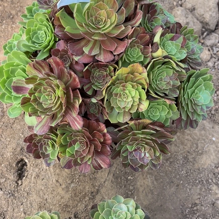 32花月夜多肉植物法师