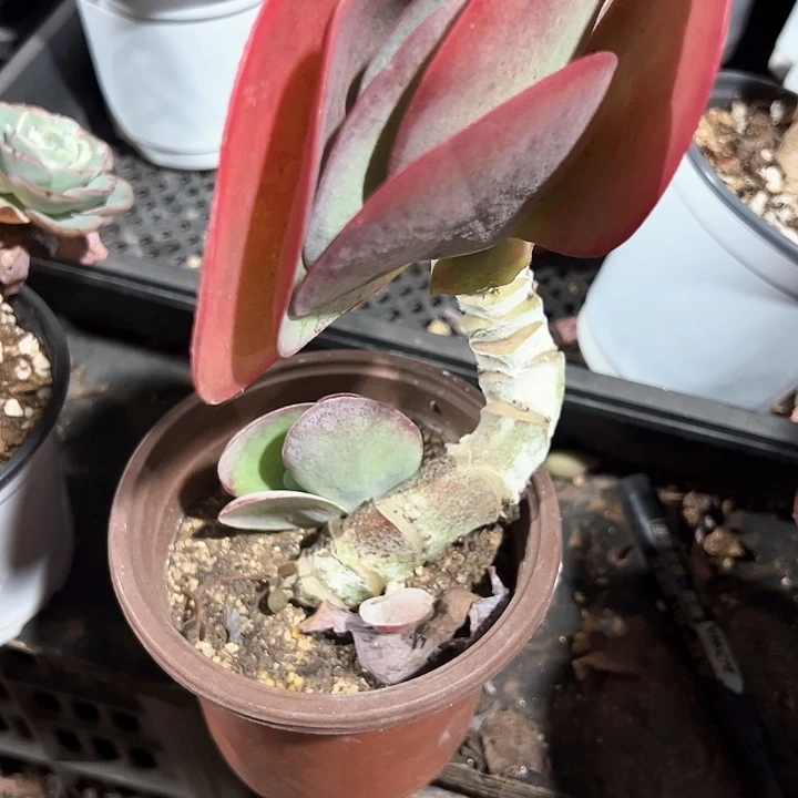 一物一拍多肉唐印