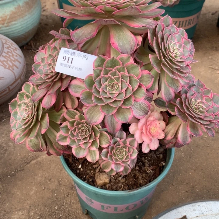 911莲花座多肉特价
