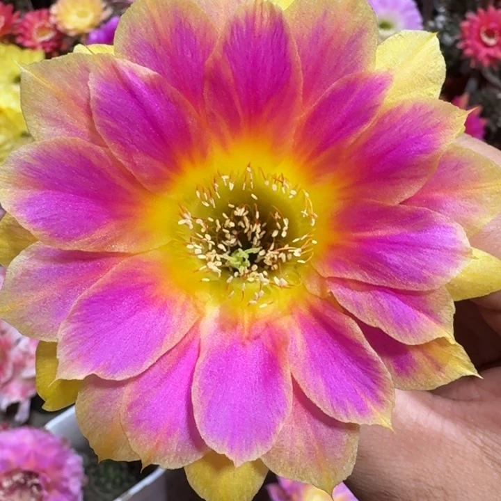 211丽花阳光明媚歪3公分左右无根侧牙，20包邮