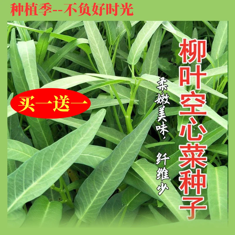 【种植季】四季柳叶空心菜种子大叶空心菜阳台盆栽青梗空心菜籽