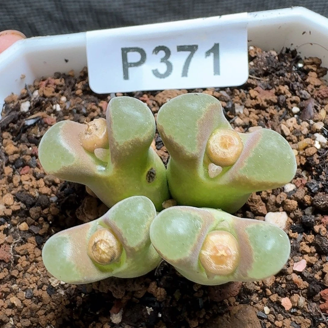 371号多肉植物哇f g