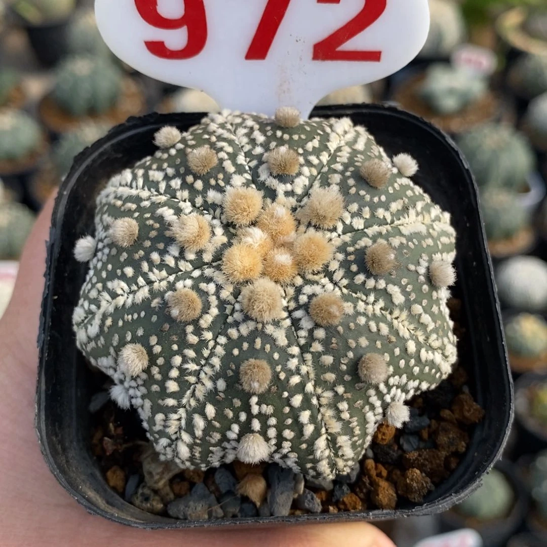 972海星福利系列