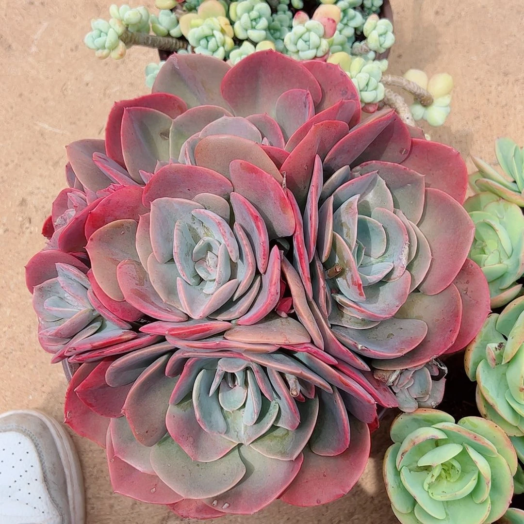 尘埃玫瑰多头大盆群精品老桩特价