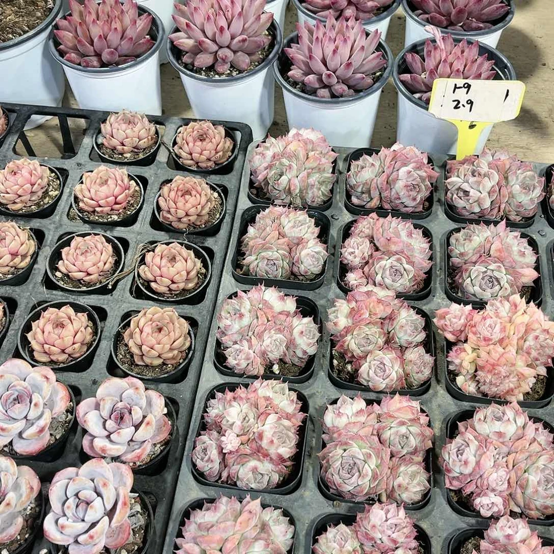 大***猫虞美人2个多肉植物